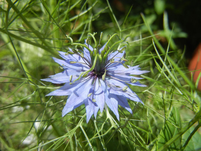 Nigella damascena (2013, May 28)