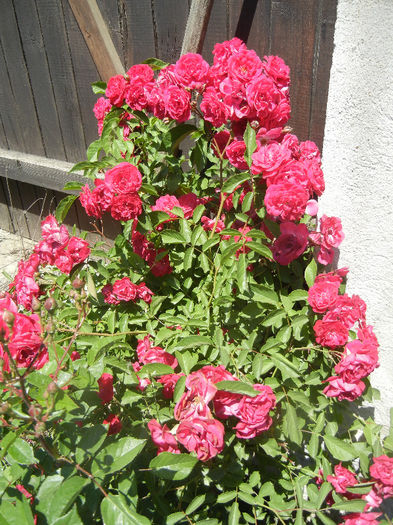 Rose Leipzig (2013, May 26)