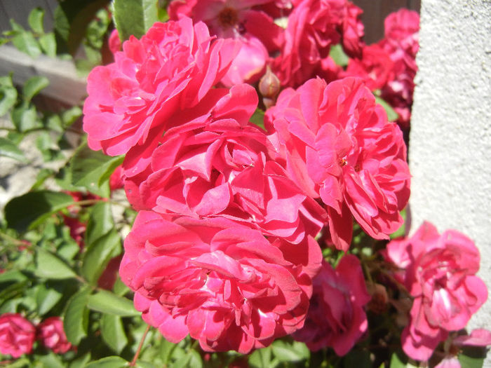 Rose Leipzig (2013, May 26)