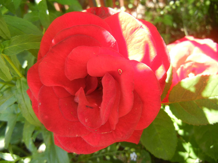 Red Rose, 26may2013