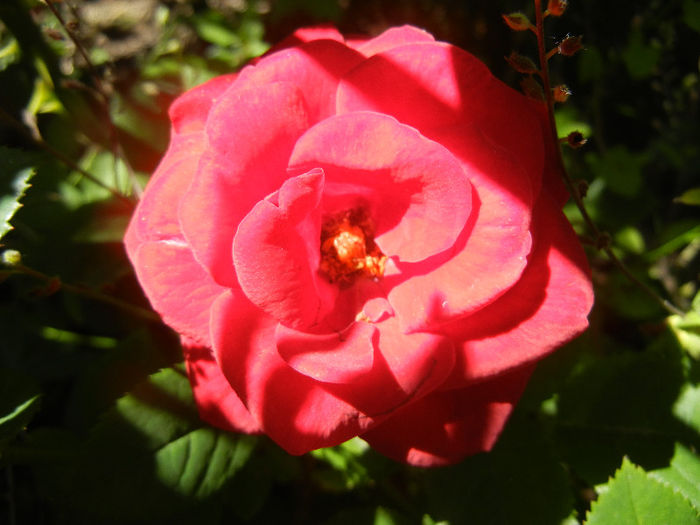 Red Rose, 26may2013 - Rose Red