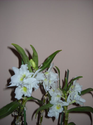 Dendrobium -27,mai