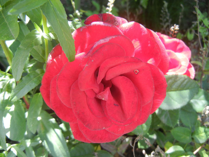 Red Rose, 28may2013 - Rose Red