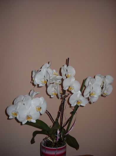 Phale 28 .05.013 - Orhideea - Phalaenopsis-Cambria