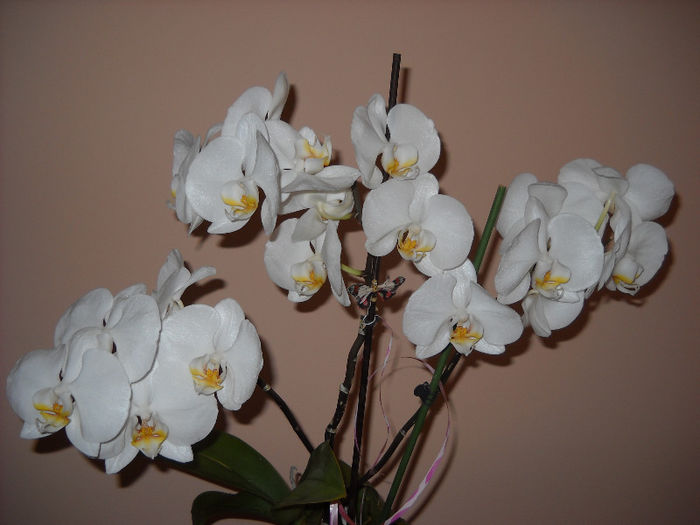 003 - Orhideea - Phalaenopsis-Cambria