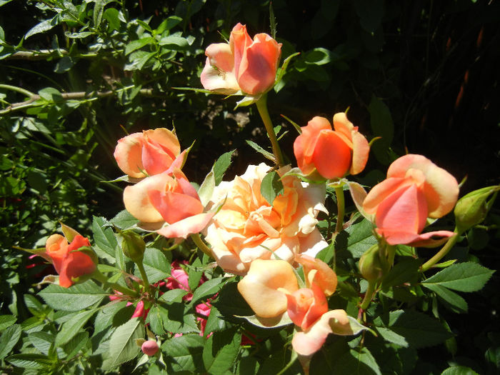 Orange Miniature Rose (2013, May 26)