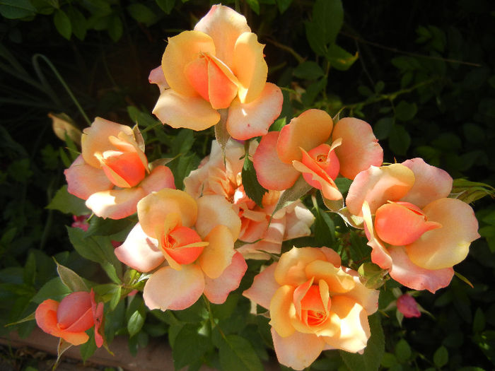 Orange Miniature Rose (2013, May 28)