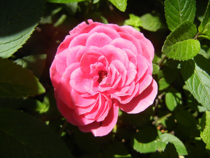 Pink Miniature Rose (2013, May 26) - Miniature Rose Pink