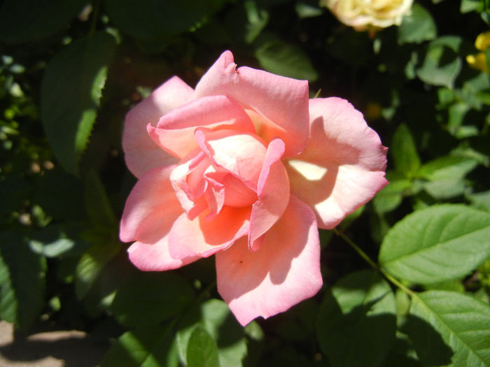 Pink Miniature Rose (2013, May 26) - Miniature Rose Pink