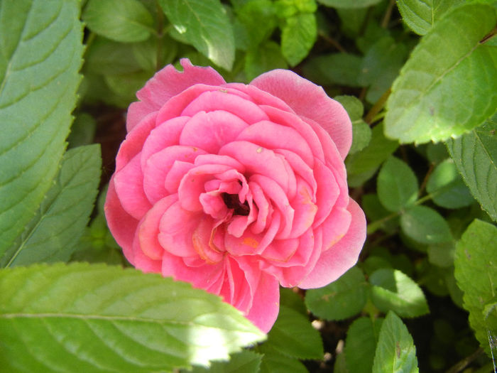 Pink Miniature Rose (2013, May 28) - Miniature Rose Pink