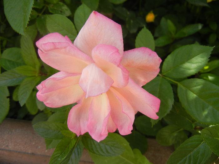 Pink Miniature Rose (2013, May 28) - Miniature Rose Pink