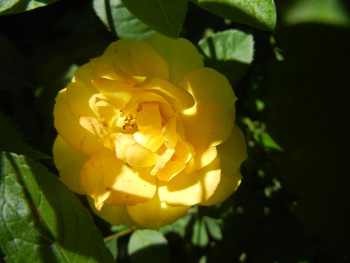 Yellow Miniature Rose (2013, May 26)