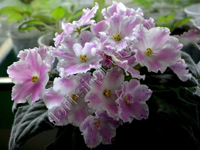 Saintpaulia Kostya’s Fantasy