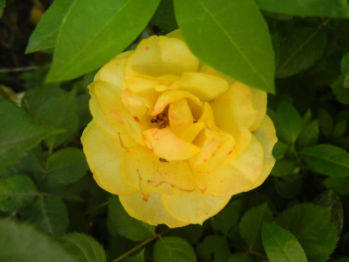 Yellow Miniature Rose (2013, May 28)