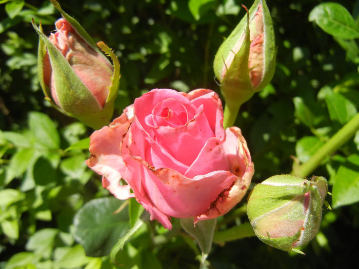 Rose Pink Peace (2013, May 26) - Rose Pink Peace