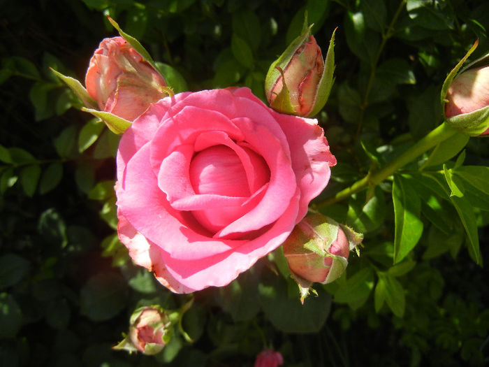 Rose Pink Peace (2013, May 28)