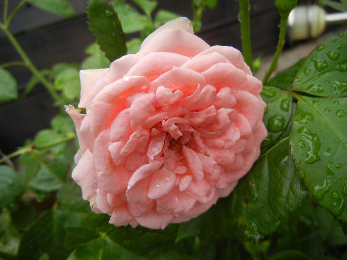 Rose Pleasure (2013, May 24)