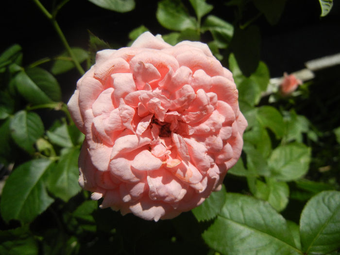Rose Pleasure (2013, May 26) - Rose Pleasure