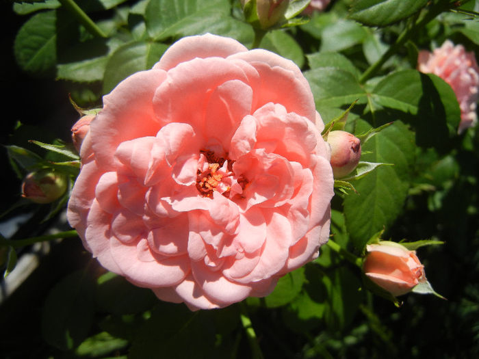 Rose Pleasure (2013, May 26)