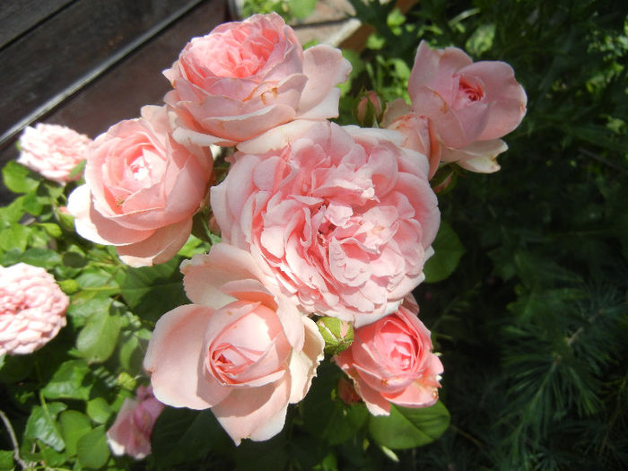 Rose Pleasure (2013, May 28) - Rose Pleasure