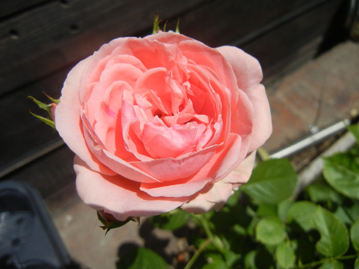 Rose Pleasure (2013, May 28)