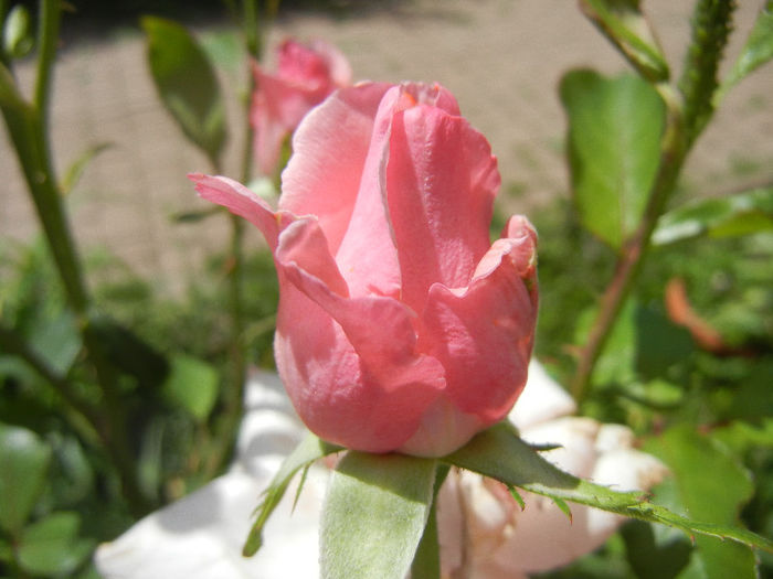 Rose Queen Elisabeth (2013, May 28) - Rose Queen Elisabeth