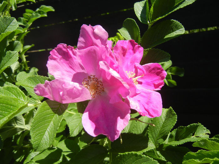 Rosa rugosa (2013, May 26)