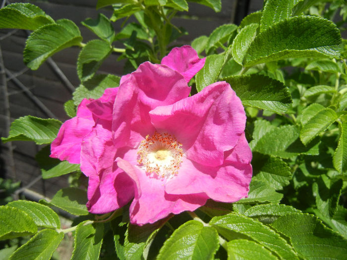 Rosa rugosa (2013, May 28)