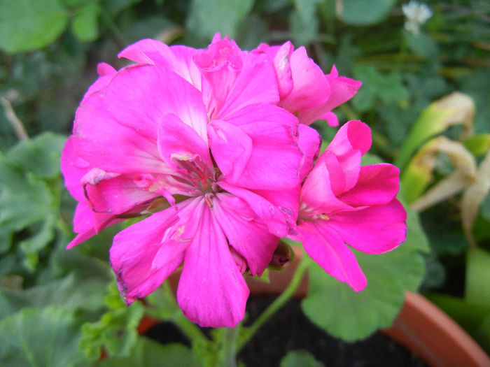 Pink Geranium (2013, May 20) - ZONAL Geraniums