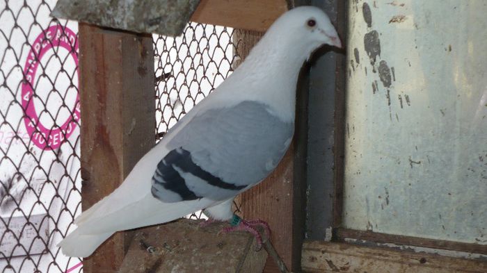 bunicul