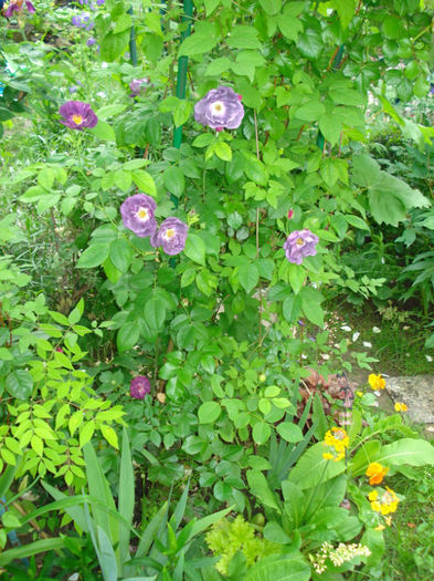 DSC07848