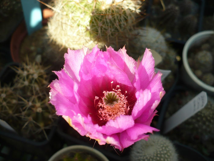 P1090055 - Cactusi 2013