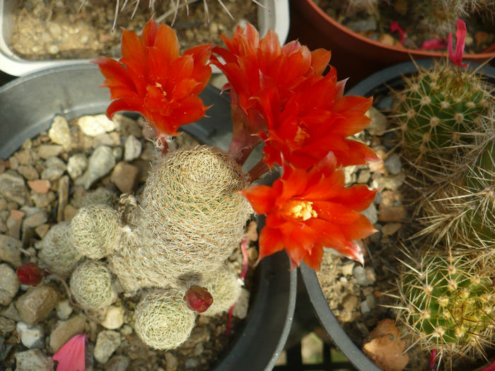 P1090180 - Cactusi 2013