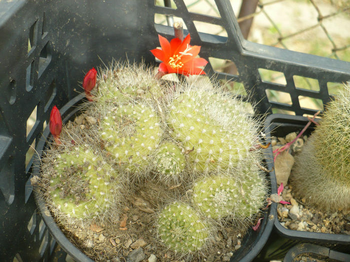 P1090182 - Cactusi 2013