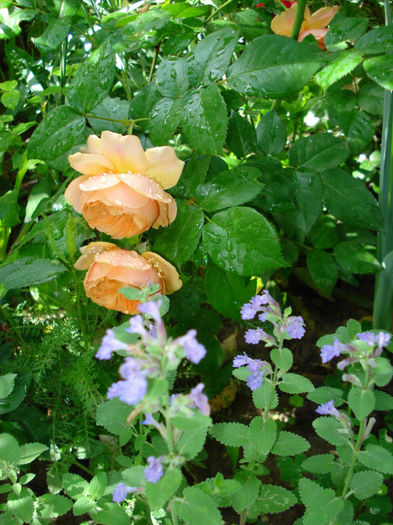 DSC07001