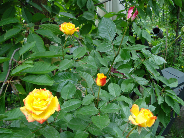 DSC07739
