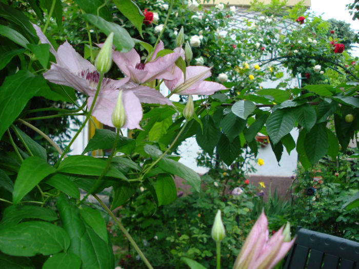 DSC07456