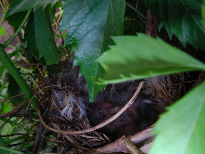 pui florinte azi 29.05.2013 - cinteze