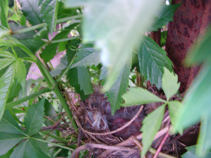 pui florinte azi 29.05.2013 - cinteze