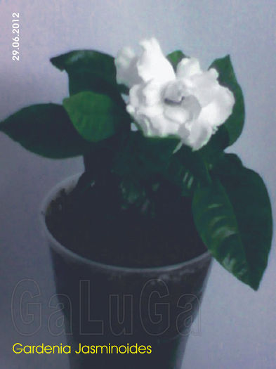 Gardenia Jasminoides; Pui inca in pahar.
