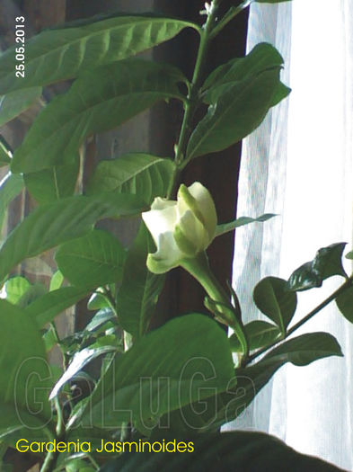 Gardenia Jasminoides - Gardenia Jasminoides