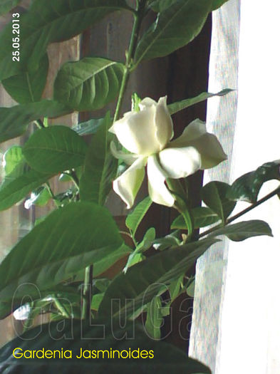 Gardenia Jasminoides; Acelas pui ce era anul trecut in pahar. Prima floare din acest an in evolutie.
