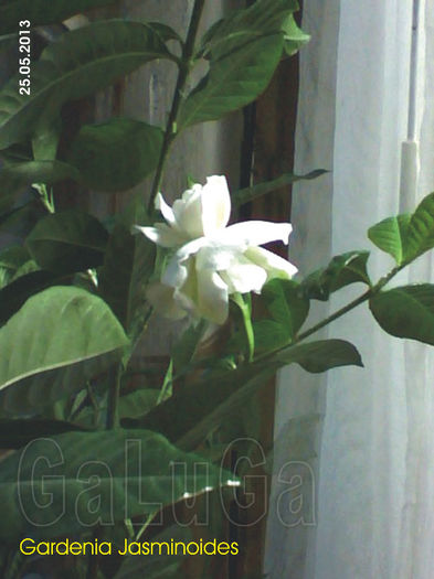 Gardenia Jasminoides; Acelas pui ce era anul trecut in pahar. Prima floare din acest an in evolutie.
