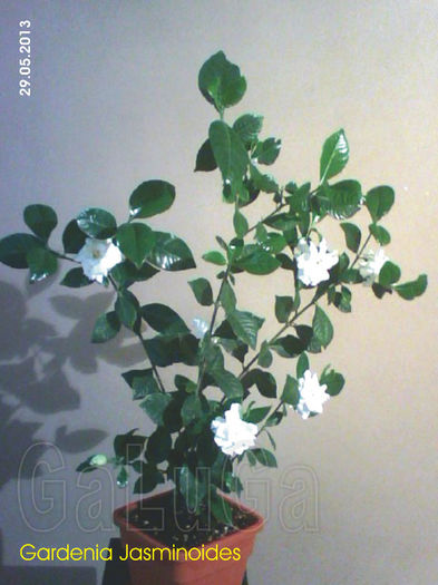Gardenia Jasminoides; Acelas pui ce era anul trecut in pahar.
