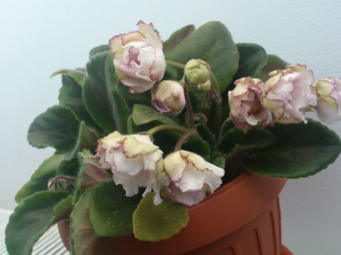 Fredettes Sweet Jenny - Violete