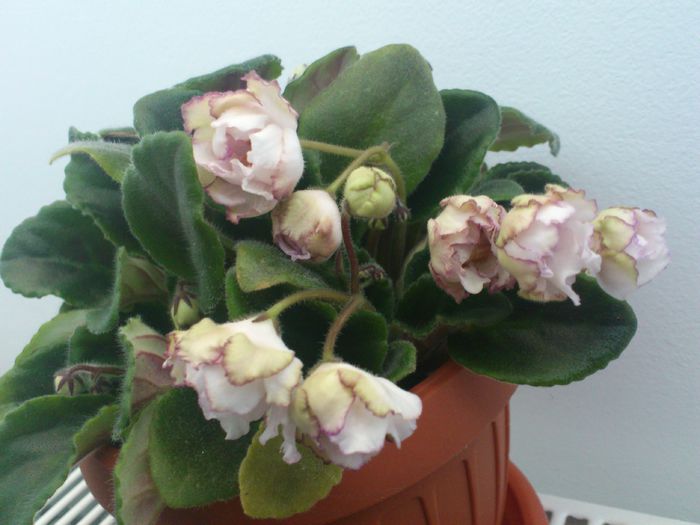Fredettes Sweet Jenny - Violete