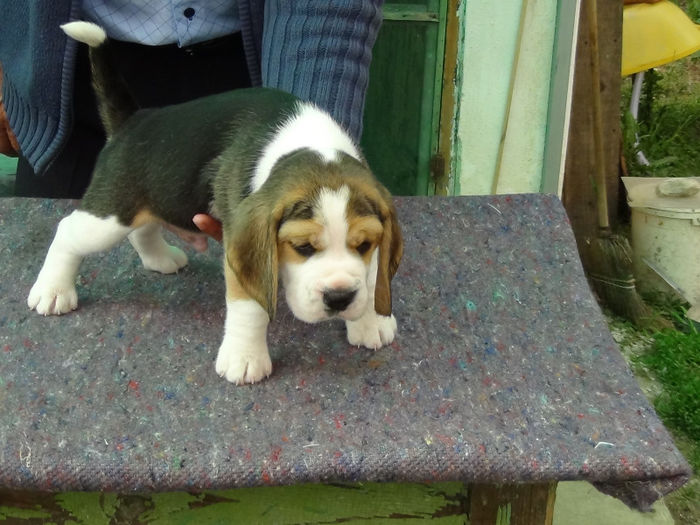 mascul1 - Catei Beagle 2013 Aprilie