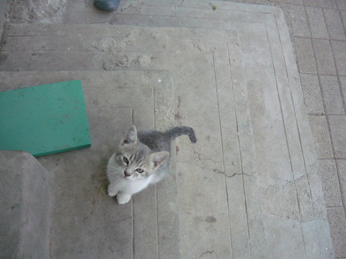 Picture 006 - pisicuta alpinista