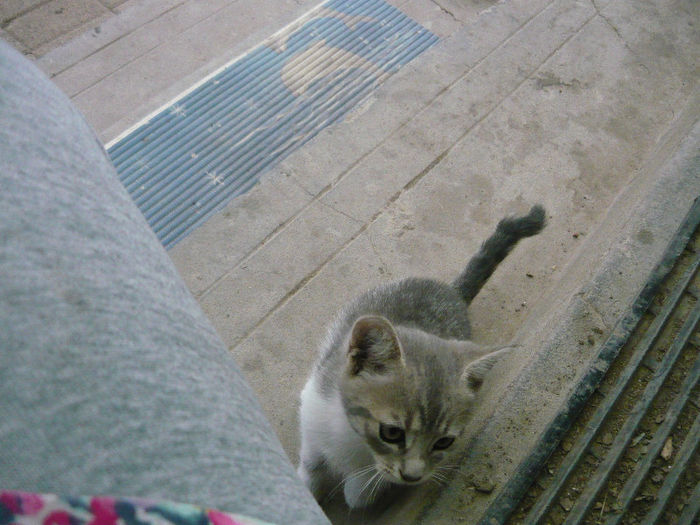 Picture 001 - pisicuta alpinista