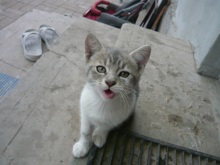 Picture 002 - pisicuta alpinista